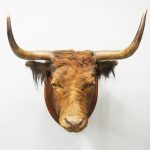 Taxidermy & Zoomorphic