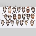 21 Various Mounted Horns