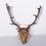 Mounted Head of a Fallow Deer Stag on a Heraldic Mahogany Shield