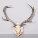 Mounted Red Deer Stag 8-Point Antlers on a Heraldic Mahogany Shield