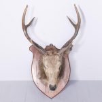 Large Taxidermy Red Deer Stag Head With 6-Point Antlers, Mounted on a Large Mahogany Shield