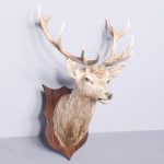 A Royal, Mounted Dear Head