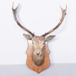 A Royal Mounted Deer Head on Heraldic Shaped Shield