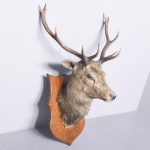 Deer Head on Oak Shield