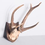 Mounted Antlers on Heraldic Shield