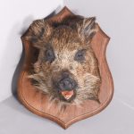 Taxidermy Mounted Boar’s Head on Oak Shield