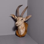 Massive taxidermy shield-mounted antelope head by Roland Ward of London