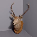 Scottish red deer stag taxidermy head with 9-point antlers mounted on an oak heraldic shield