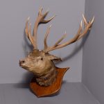 Massive Scottish red deer stag taxidermy head with 12-point antlers (“Royal Antlers”) mounted on an oak heraldic shield