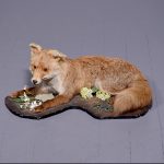 Taxidermy full size fox (Vulpes vulpes) in a curled recumbent position in excellent condition