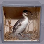 Victorian taxidermy of a single sea bird sitting on a naturalistic plinth