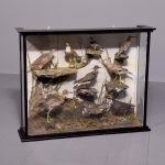 Large Victorian 9 woodland birds’ taxidermy in an ebonized wooden case